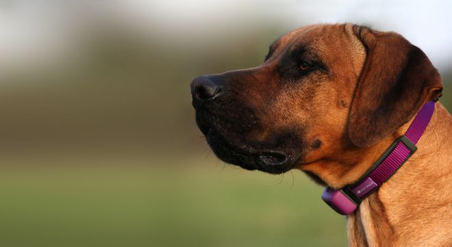 Умна кучешка каишка