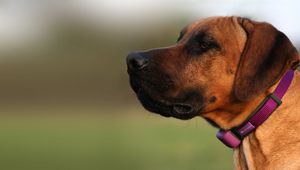 Умна кучешка каишка