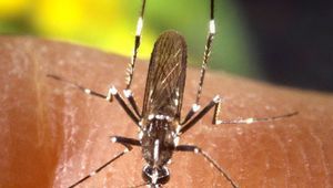 Тигров комар