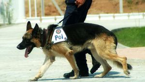 Полицейско куче