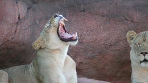 Какво причинява прозявката?