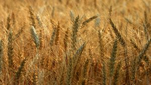 Зърнено-житните култури