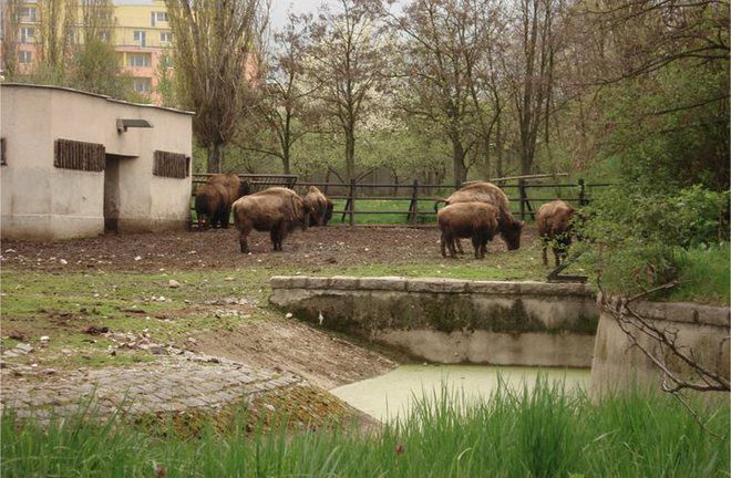 Зубрите в столичния зоопарк