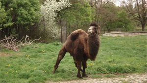 Камила в Софийския зоопарк