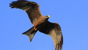 Орелът като символ на свободата