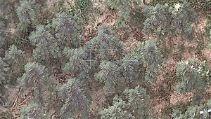 28 т канабис открити в Благоевградско