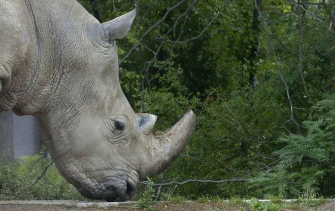 Денят на носорога