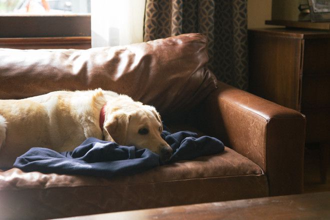 Labradorat kupar v klip s poslanieto ne karay pil