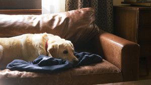 Лабрадорът Купър в клип с посланието "Не карай пил!"