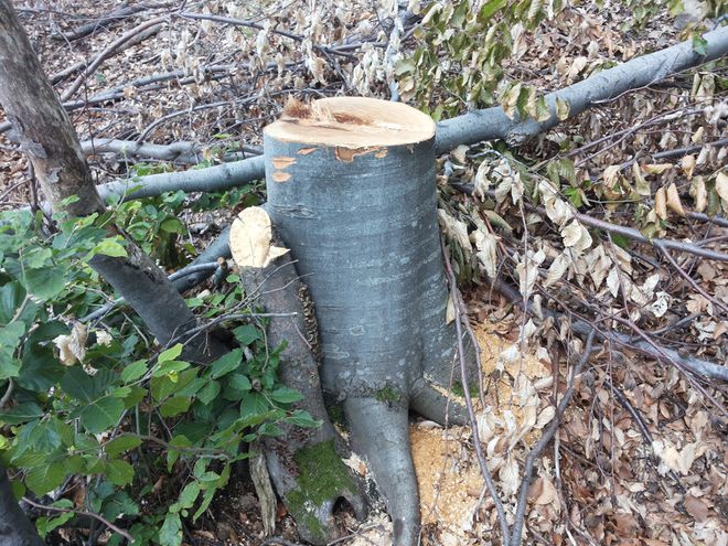 Незаконно отсеченото зряло дърво