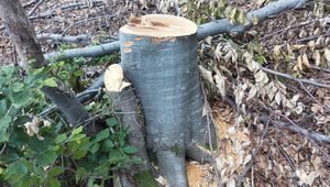 Незаконно отсеченото зряло дърво