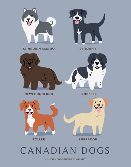 Канадски породи кучета