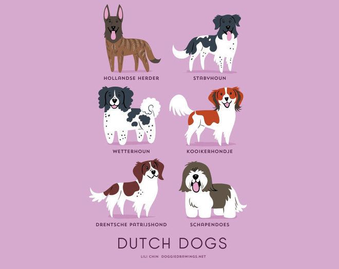 Холандски породи кучета