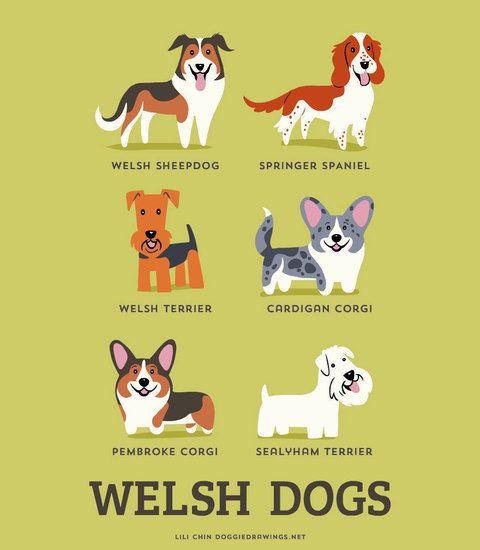 Уелски породи кучета