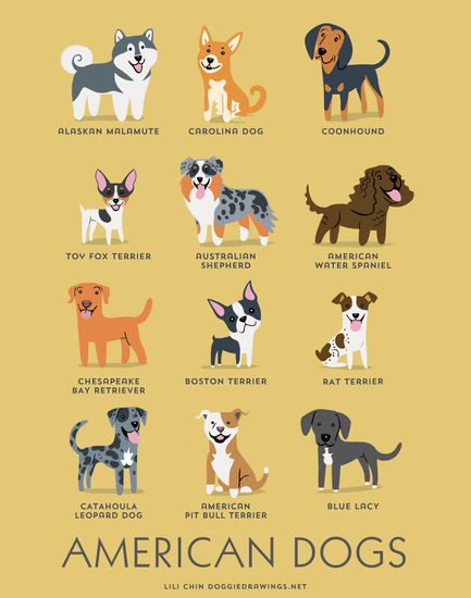 Американски породи кучета
