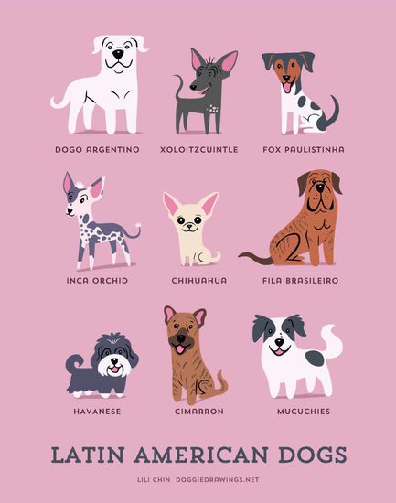 Латиноамерикански породи кучета