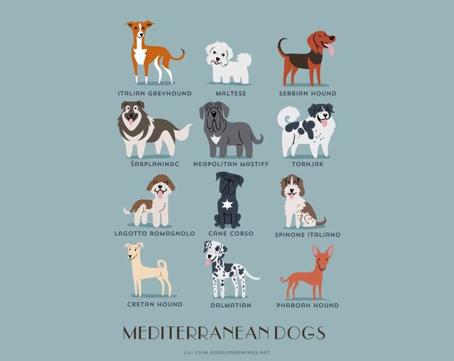 Средиземноморски породи кучета