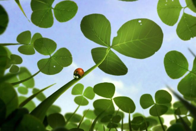 Kalinkata sred detelini