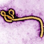 Ебола - вирусът отблизо
