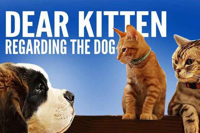 Porednata reklama s kotki i kucheta