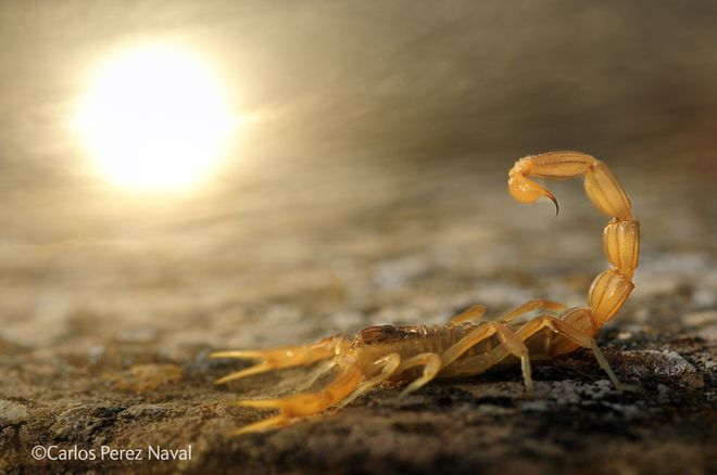 Карлос Перес Навал (Испания) - "Скорпион на слънце"