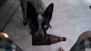 Куче, което носи бира по команда - най-добрият приятел на човека
