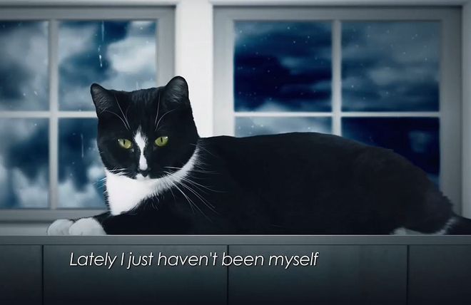 Котка диабетик