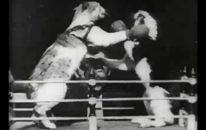 Боксиращите се котки на Томас Едисон