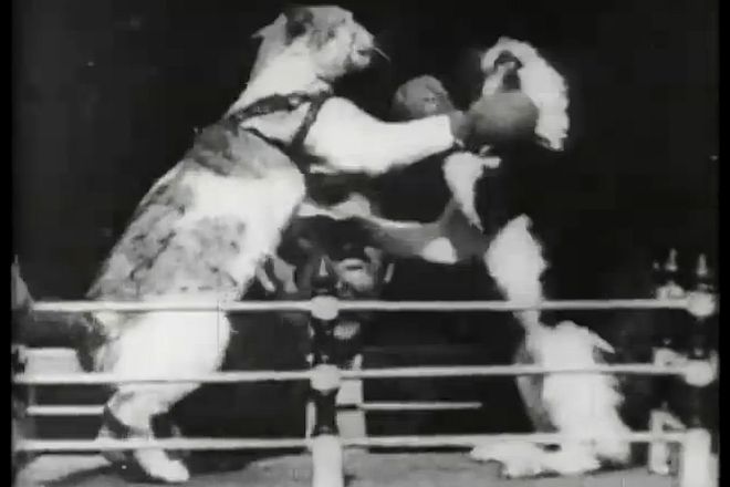 Boksirashtite se kotki na tomas edison