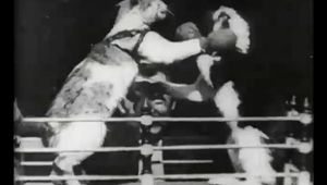 Боксиращите се котки на Томас Едисон