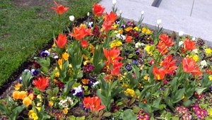 Лалета и други пролетни цветя