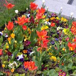 Лалета и други пролетни цветя