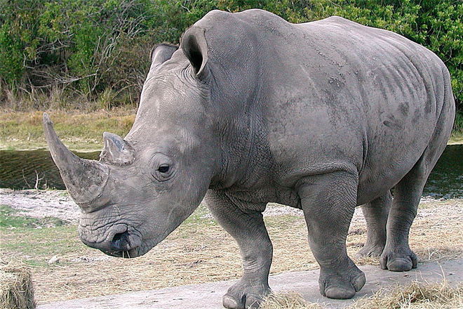 Severen byal nosorog