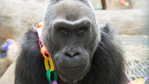 Най-старата горила в света