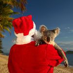 Дядо Коледа, гушнал коала