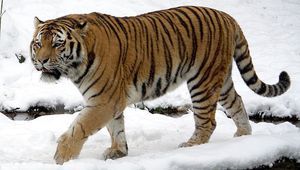 Сибирски тигър
