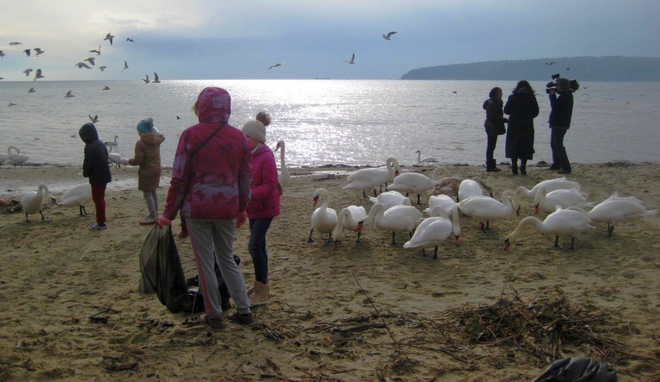 Варненци хранят лебедите на плажа