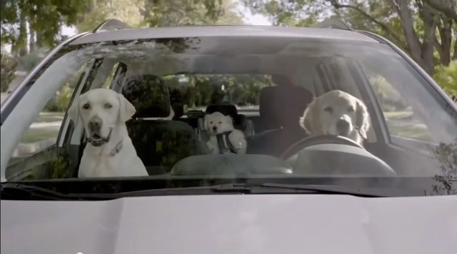 За кучетата и автомобилите