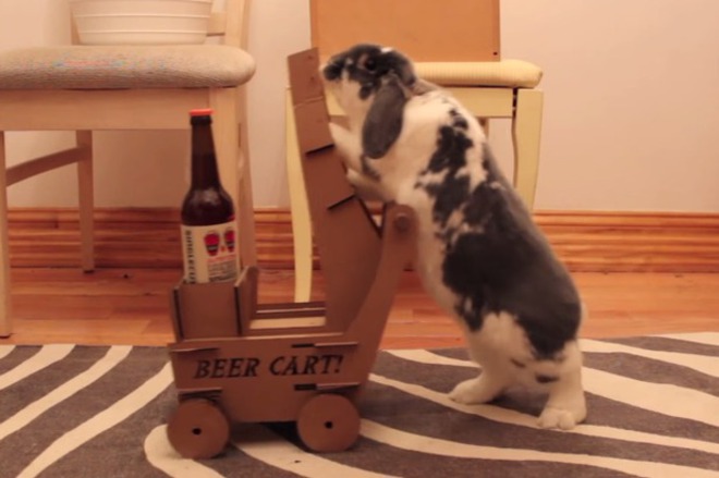 Да научиш заека си да носи бира