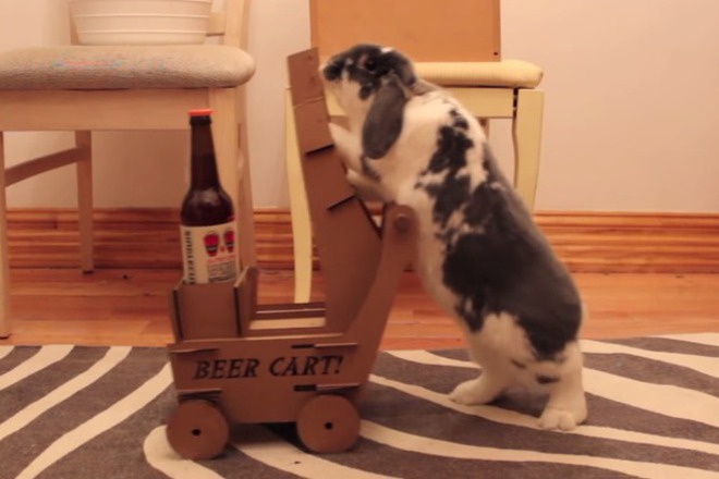 Da nauchish zaeka si da nosi bira