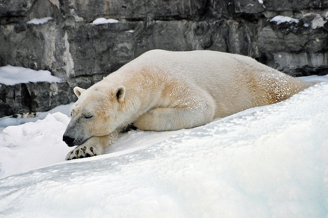 Мечките прекарват зимата в сън