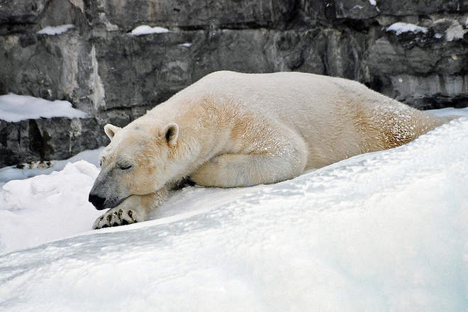 Mechkite prekarvat zimata v san