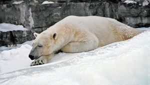 Мечките прекарват зимата в сън