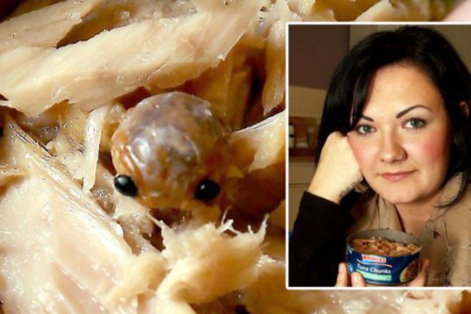 Kakvo gleda ot konserva s riba