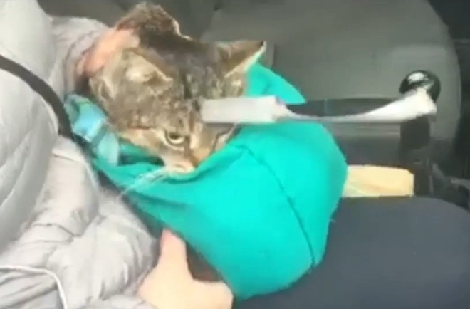 Котка оцеля с нож, забит в главата