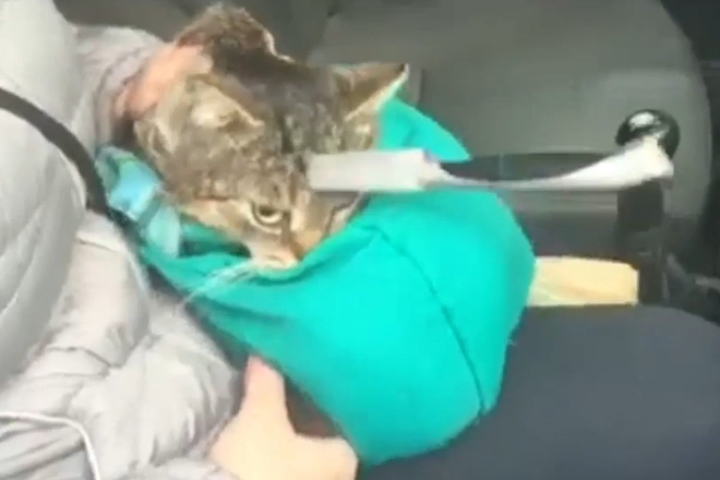 Kotka otselya s nozh zabit v glavata