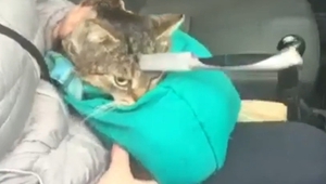 Котка оцеля с нож, забит в главата