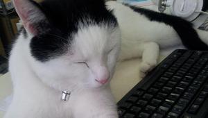 Котка пред компютъра