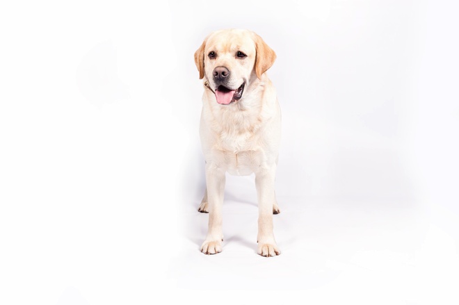 Лабрадор ретривър