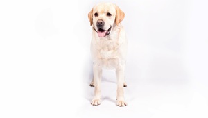 Лабрадор ретривър